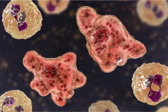 Ameba “comedora de cérebros”: o que é, quais são os sintomas, riscos e como prevenir